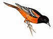 Orchard Oriole